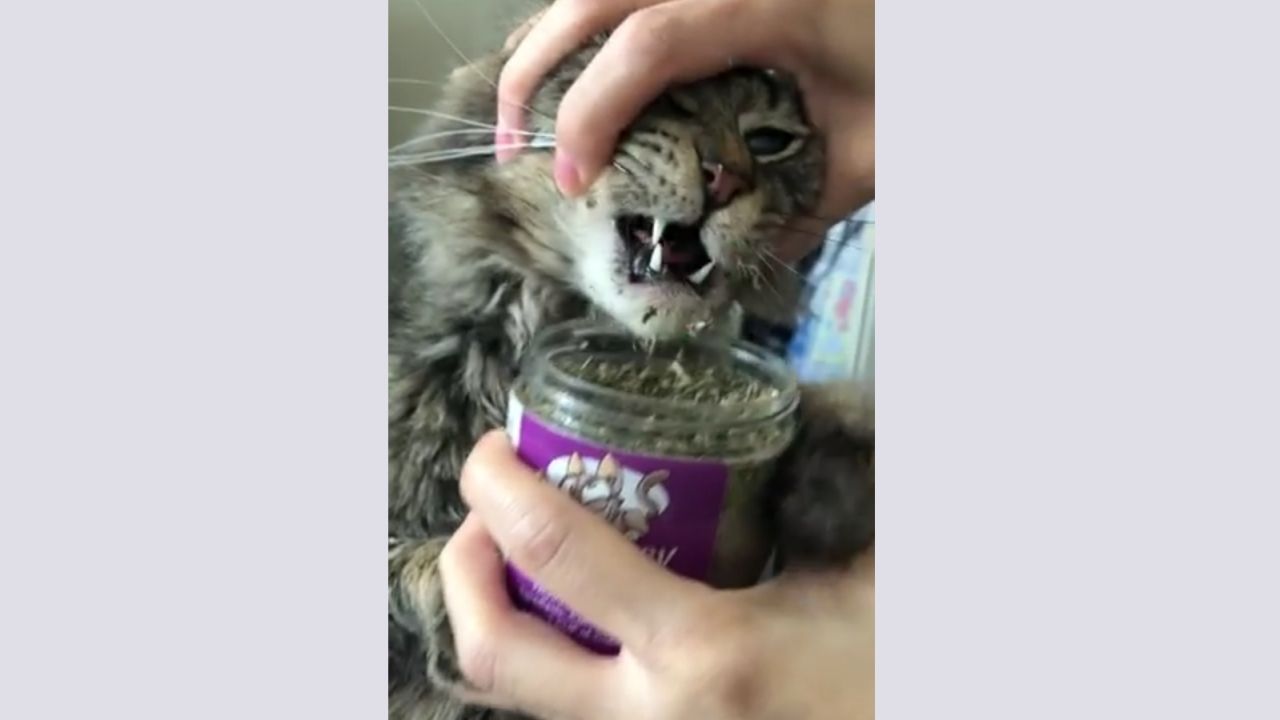 vidéo pour chat