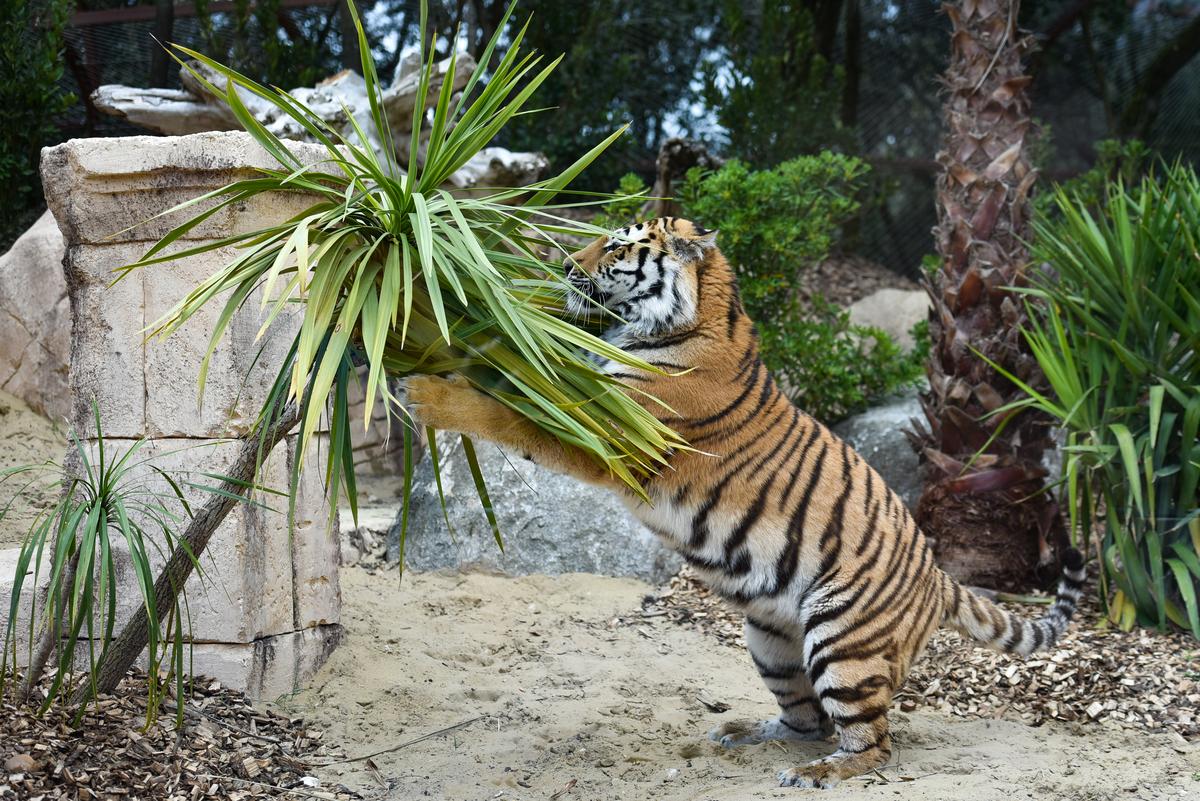 tigre audiovisuel